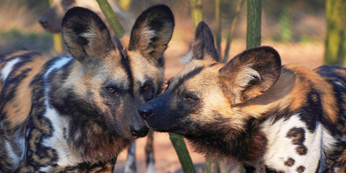 African Painted Dogs
