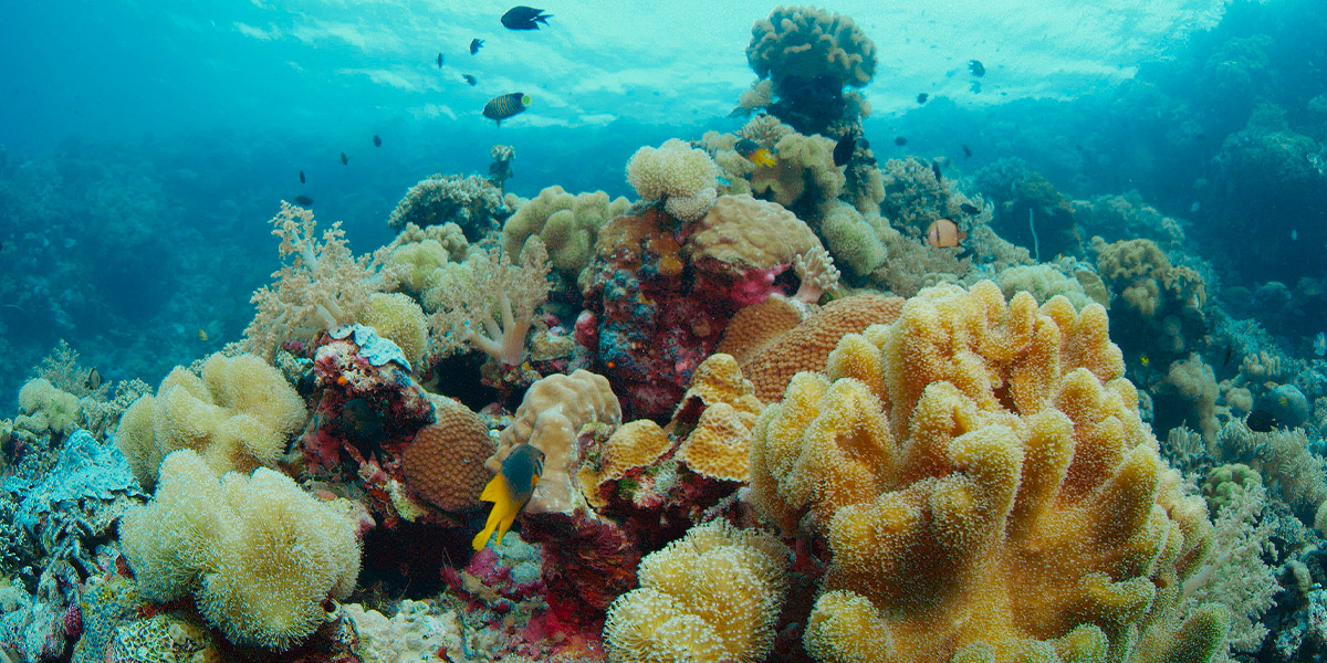 Coral Climate Change