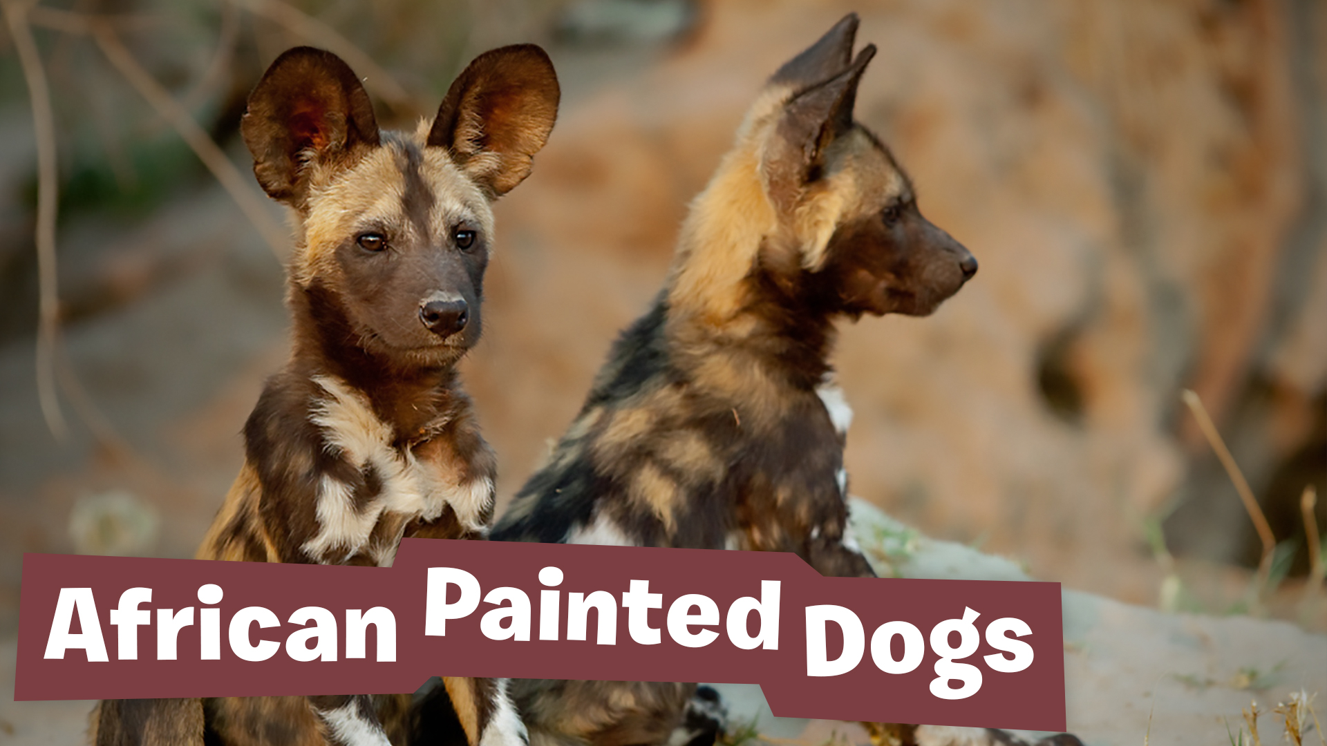 African Painted Dogs