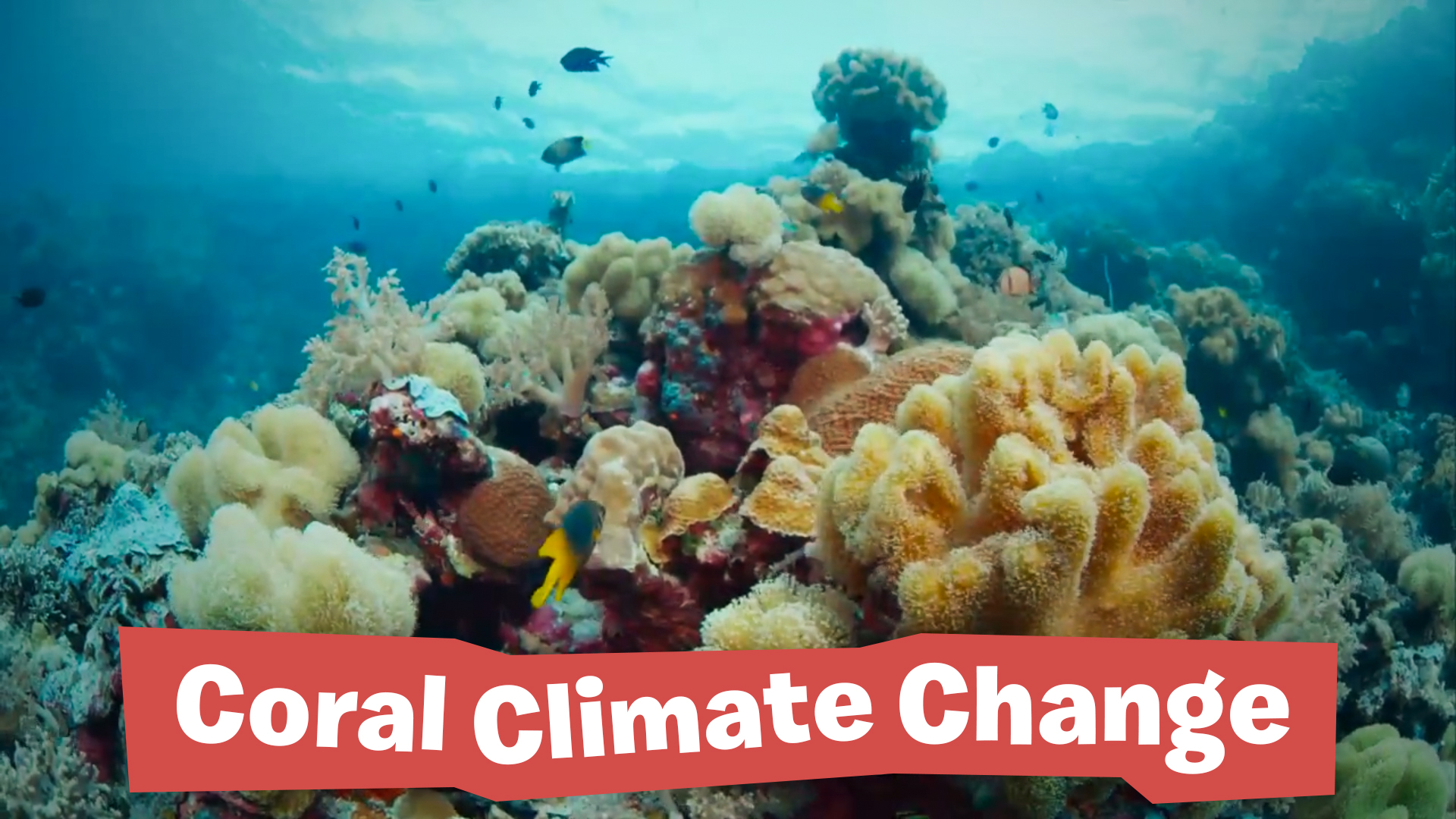 Coral Climate Change