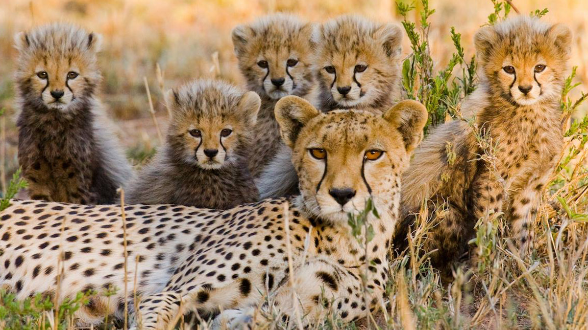 ESR Video Cheetah Conservation Fund