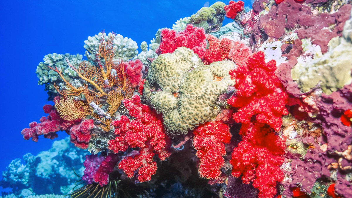 ESR Video Coral Climate Change