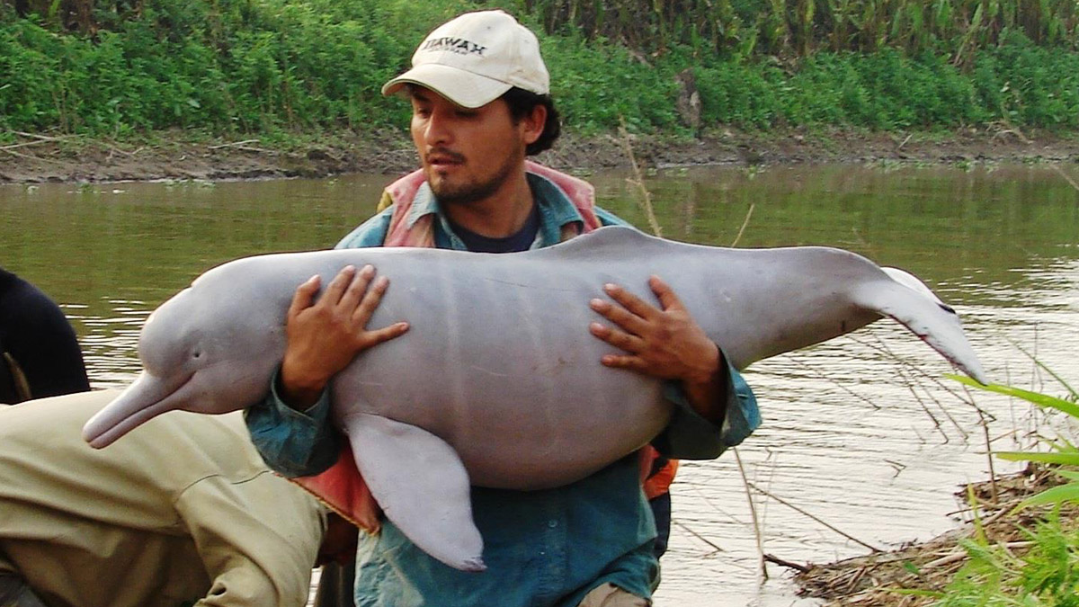 ESR Video Pink Dolphin Rescue