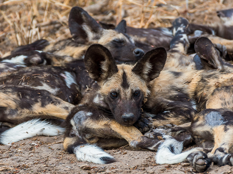 An African painted dog rests on the ground among other pack members.