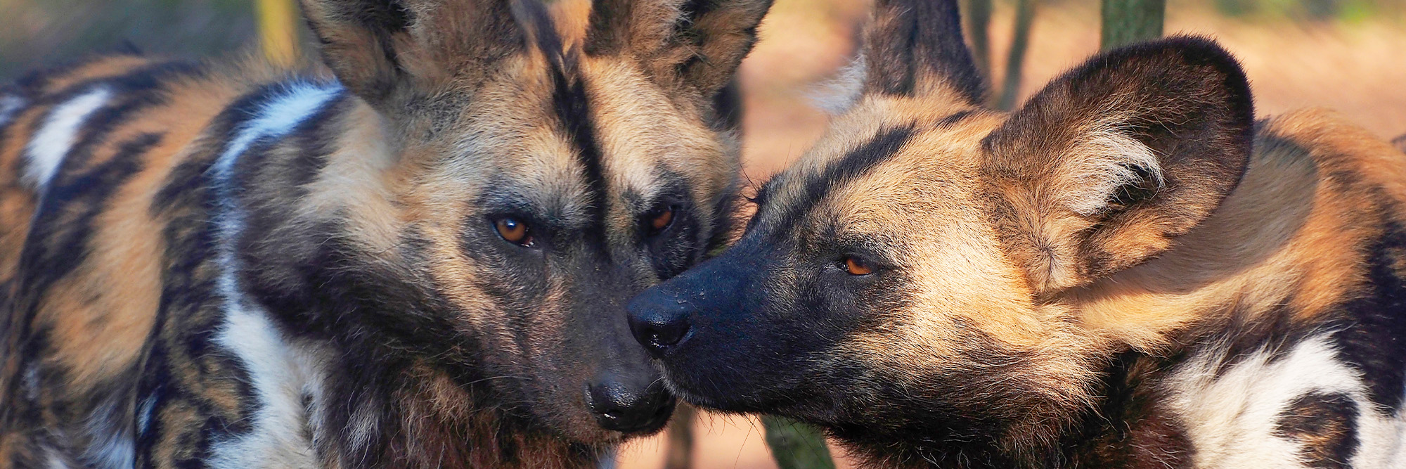 Close-up of two African wild dogs nuzzling nose-to-nose, showing their mottled tan, black, and white fur and large rounded ears.