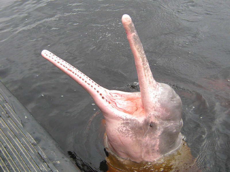 A pink river dolphin surfaces in dark water, its long snout raised above the surface.