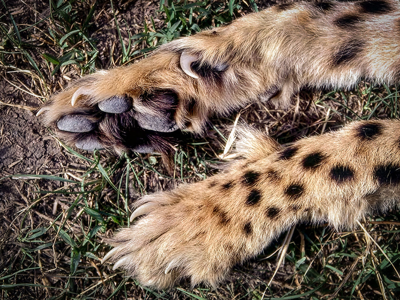 Close-up of a cheetah’s front paws resting on grass, showing spotted fur and extended claws.