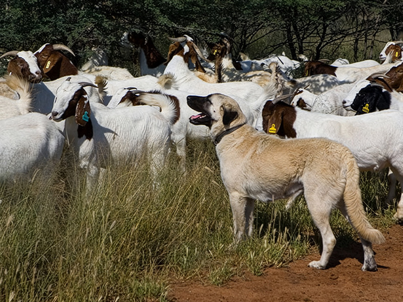 A livestock guarding dog stands alert among a herd of goats in a grassy field.