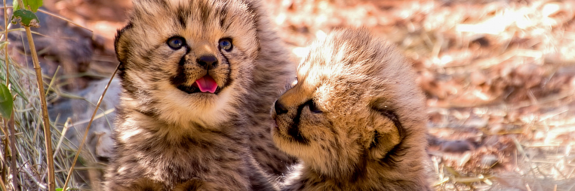 Close-up of two cheetah cubs sitting together on the ground, one with its tongue slightly out while the other looks on.