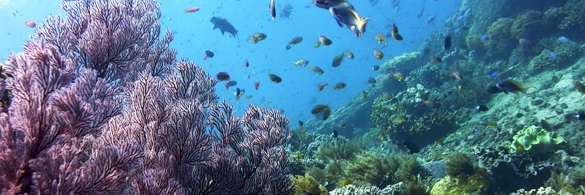 Underwater view of a colorful coral reef with soft corals and tropical fish swimming among the reef.